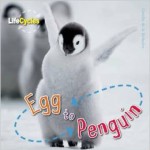 Egg to Penguin